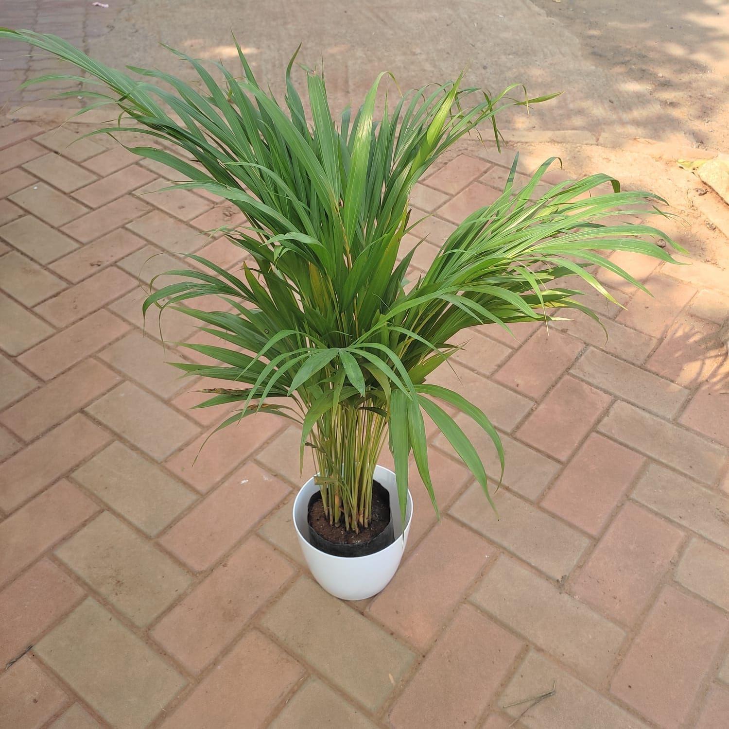 Areca Palm (~3 feet) in 7 Inch Premium Sphere Plastic Pot (any colour)