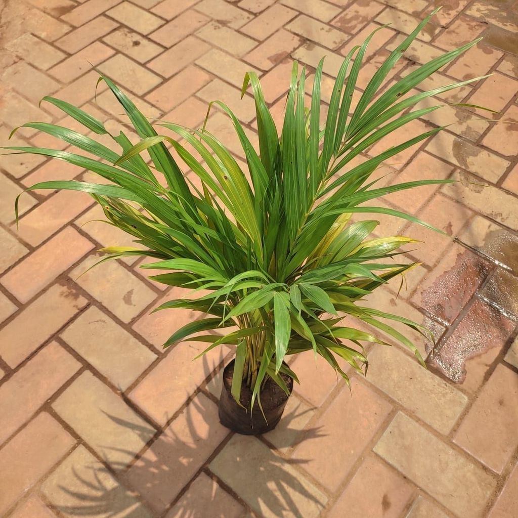 Areca Palm (~ 1 Ft) in 5 Inch Nursery Bag