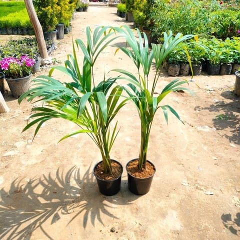 Air Purifier Set of 2 - Areca Palm in 5 Inch Nursery Pot