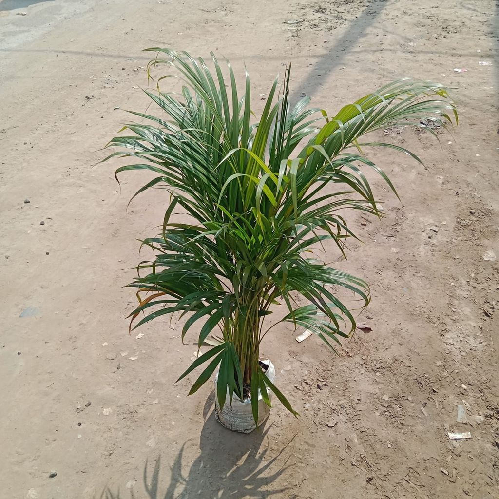 Areca Palm (~ 2 - 3 Ft) in 7 Inch Nursery Bag