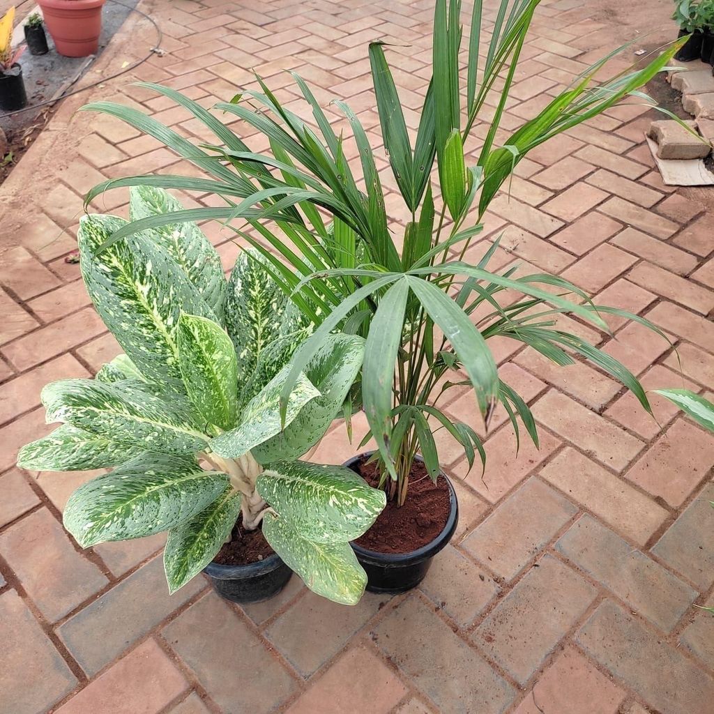 Buy Set of 2 - Aglaonema Variegated Tiger & Areca Palm in 8 Inch Plastic pot Online | Urvann.com Set of 2 - Aglaonema Variegated Tiger & Areca Palm in 8 Inch Nursery Pot