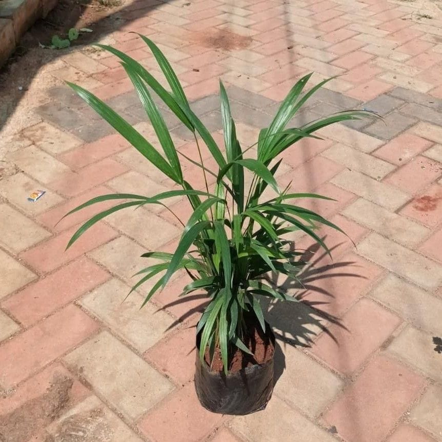 Areca Palm (~1.5 Ft) in 6 Inch Nursery Bag