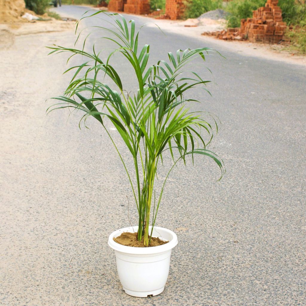 Buy Areca Palm (~ 1 Ft) in 8 Inch Classy White Plastic Pot Online | Urvann.com Areca Palm (~ 3 Ft) in 8 Inch Classy White Plastic Pot
