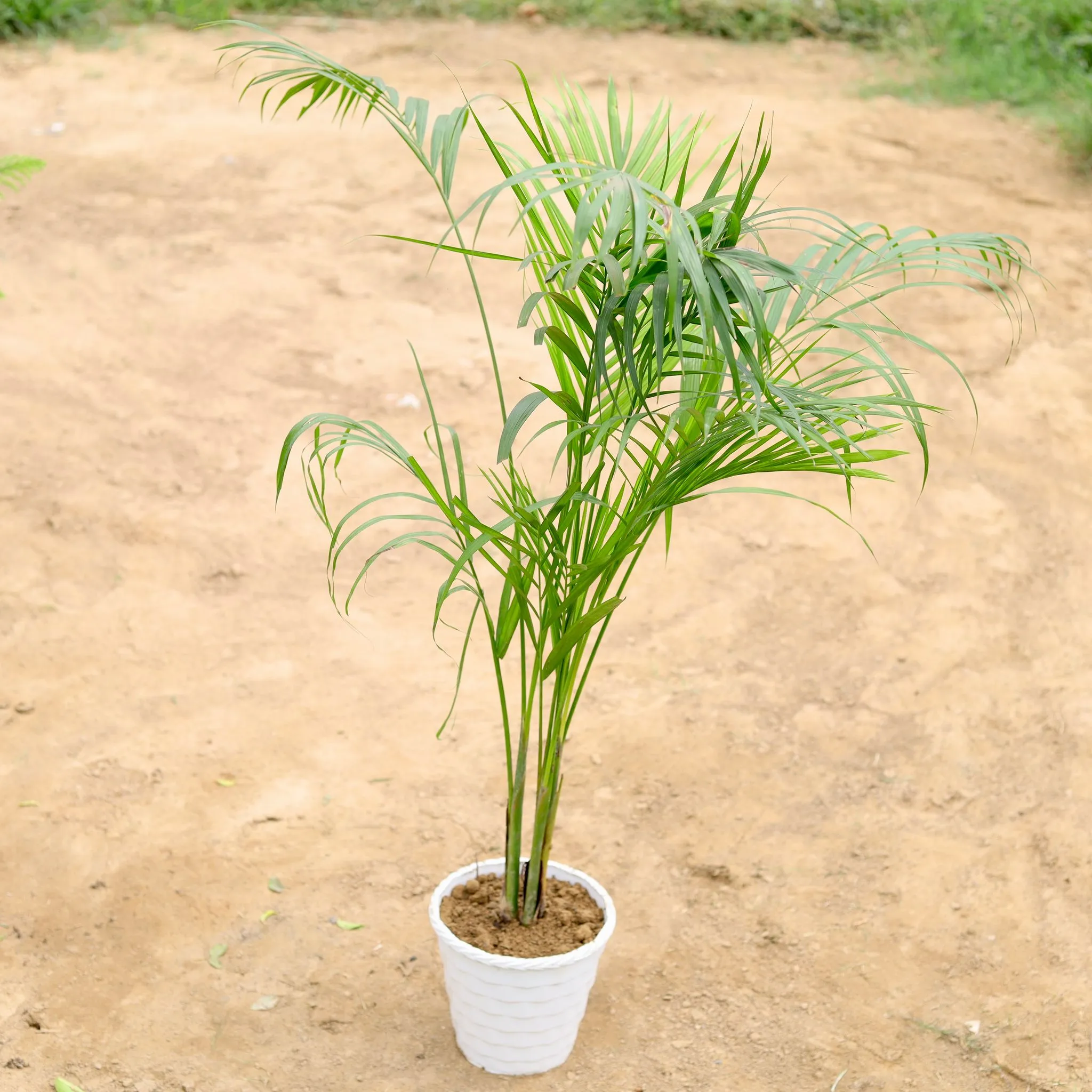 Areca Palm (~ 3 Ft) in 8 Inch White Classy Twister Plastic Pot
