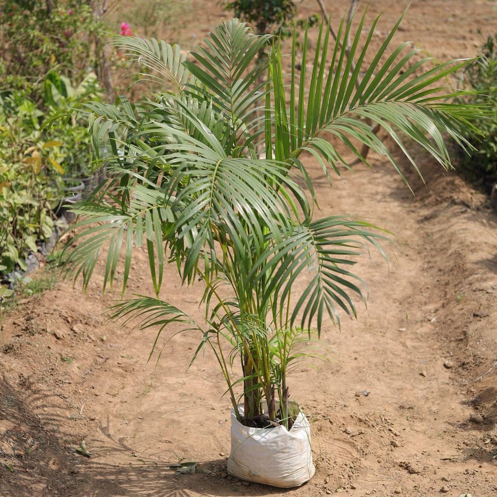 Buy Areca Palm in 9 Inch Nursery Bag Online | Urvann.com Areca Palm in 9 Inch Nursery Bag