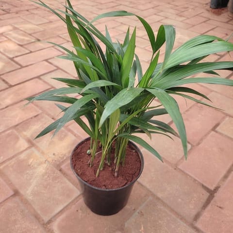Areca Palm (~ 1 Ft ) in 5 Inch Nursery Pot