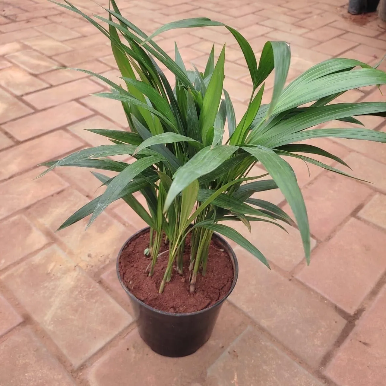 Areca Palm (~ 1 Ft ) in 5 Inch Nursery Pot