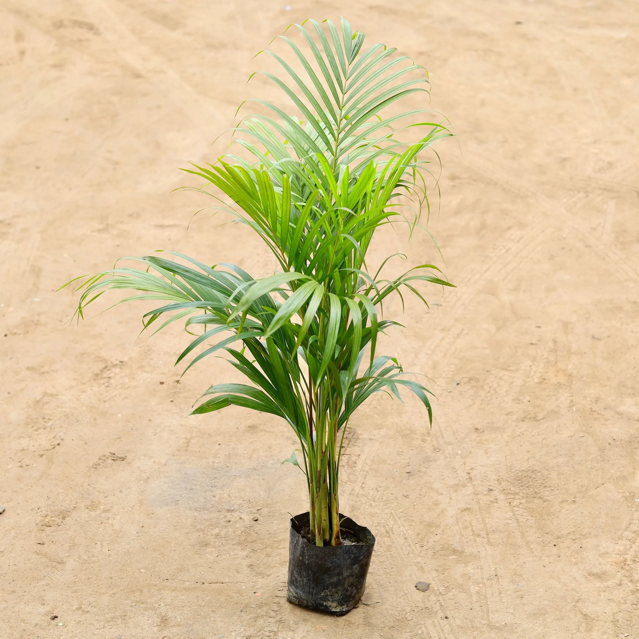 Areca Palm (~ 3 ft) in 6 Inch Nursery Bag