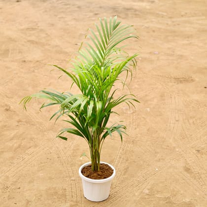 Buy Areca Palm (~ 1.5 Ft) in 8 Inch White Nursery Pot Online | Urvann.com