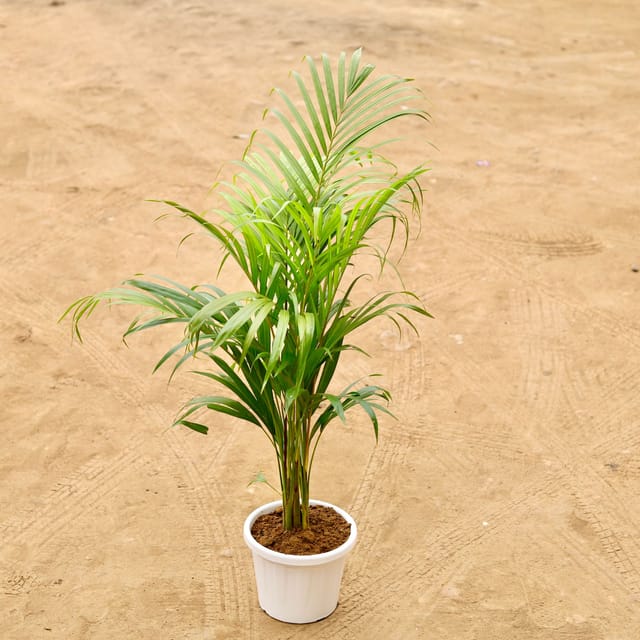 Areca Palm (~ 1.5 Ft) in 8 Inch White Nursery Pot
