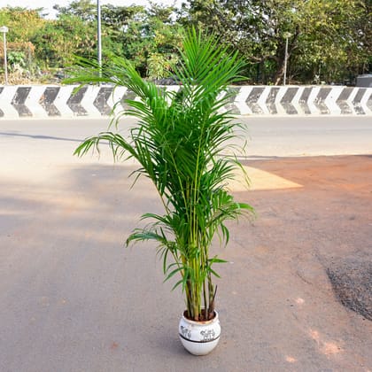 Buy Areca Palm (~ 3.5 Ft) in 7 Inch White Matki Designer Ceramic Pot (any design) Online | Urvann.com