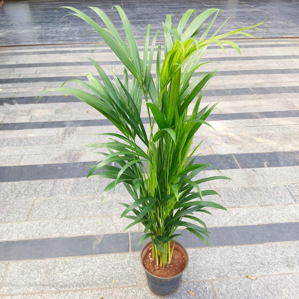Buy Areca Palm (~ 2 Ft) in 6 Inch Nursery Bag in 5 Inch Nursery Bag Online | Urvann.com Areca Palm (~ 2 Ft) in 6 Inch Nursery Pot
