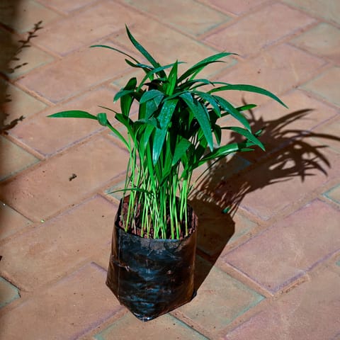 Areca Palm (~1.5 Ft) in 4 Inch Nursery Bag