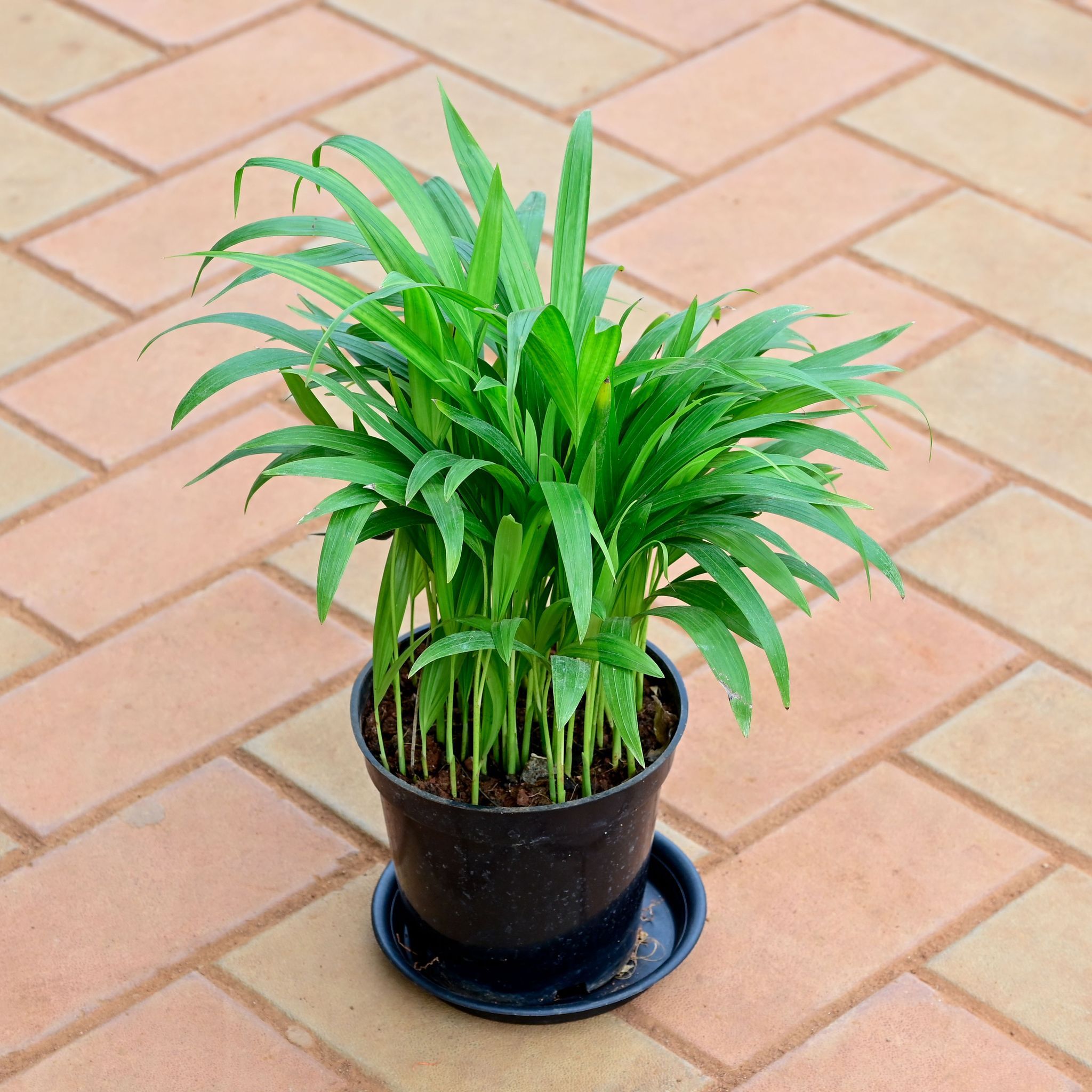Areca Palm in 5 Inch Nursery Pot with Tray