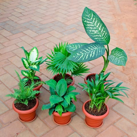 Set of 6 - Areca Palm , Peace lily , Green Fern , Dieffenbachia Seguin , China / Fan Palm & Dieffenbachia Dumbcane in 7 Inch Classy Red Plastic Pot With Tray