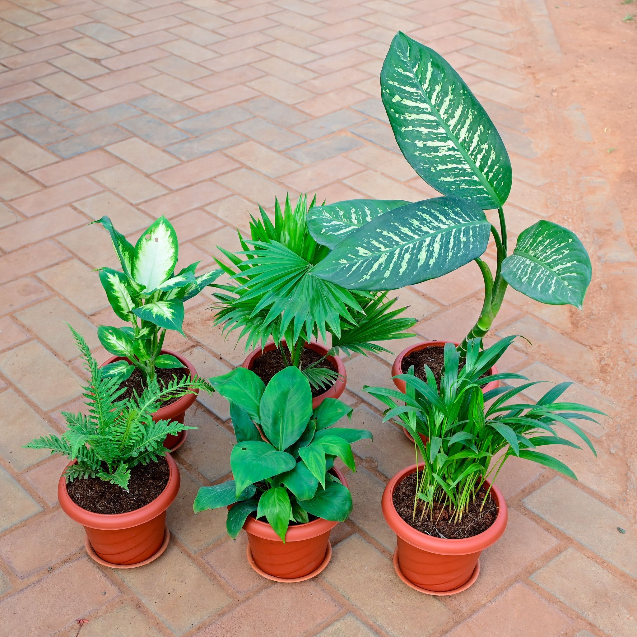 Set of 6 - Areca Palm , Peace lily , Green Fern , Dieffenbachia Seguin , China / Fan Palm & Dieffenbachia Dumbcane in 7 Inch Classy Red Plastic Pot With Tray