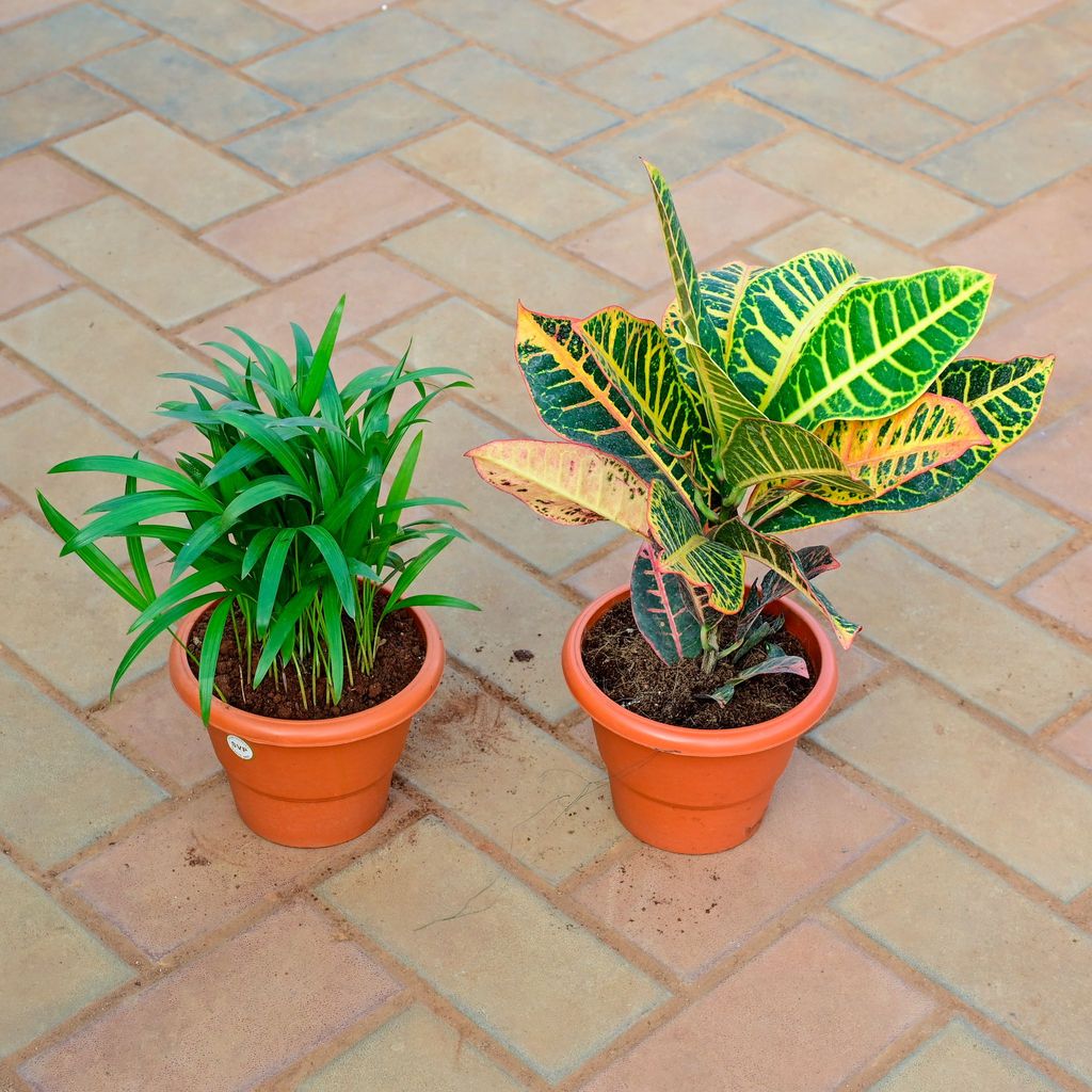 Buy Set of 2 - Areca Palm & Croton Patra Yellow in 7 Inch Classy Red Plastic Pot With Tray Online | Urvann.com Set of 2 - Areca Palm & Croton Patra Yellow in 7 Inch Classy Red Plastic Pot With Tray