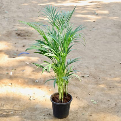Buy Areca Palm (~ 1.5 Ft) in 8 inch Nursery Pot Online | Urvann.com