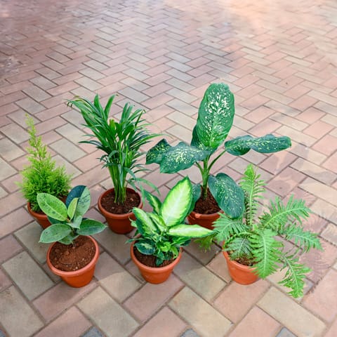 Oxygen Boost: - Set of 6 - Golden Jhau / Morpankhi, Dieffenbachia Honeydew, Fern Green, Rubber Variegated, Areca Palm & Aglaonema Emerald Star in 7 Inch Classy Red Plastic Pot