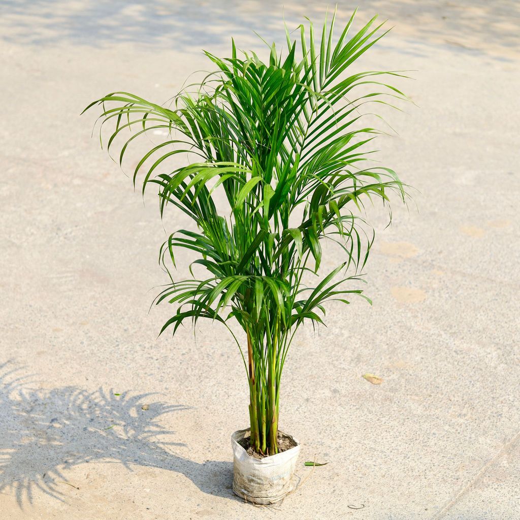 Buy Areca Palm in 6 Inch Nursery Bag Online | Urvann.com Areca Palm in 6 Inch Nursery Bag