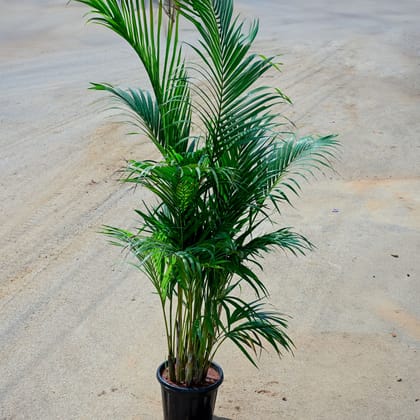 Buy Areca Palm (~ 4 Ft ) in 10 Inch Nursery Pot Online | Urvann.com