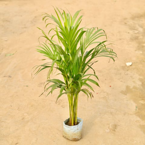 Areca Palm (~ 2-2.5 Ft) in 6 Inch Nursery Bag