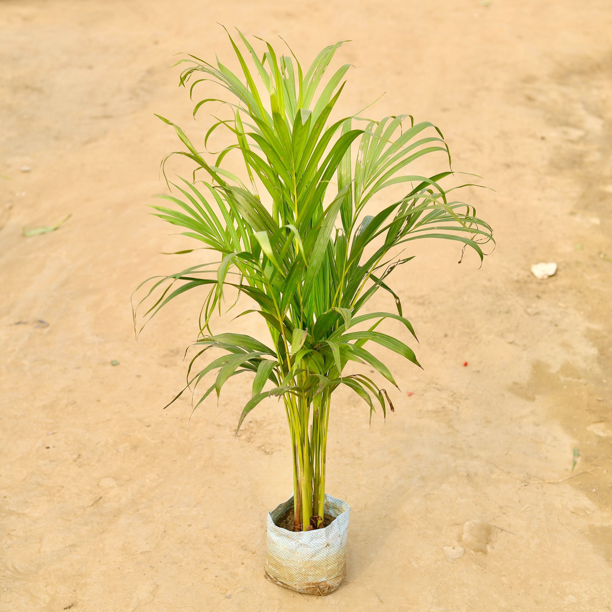Areca Palm (~ 2-2.5 Ft) in 6 Inch Nursery Bag