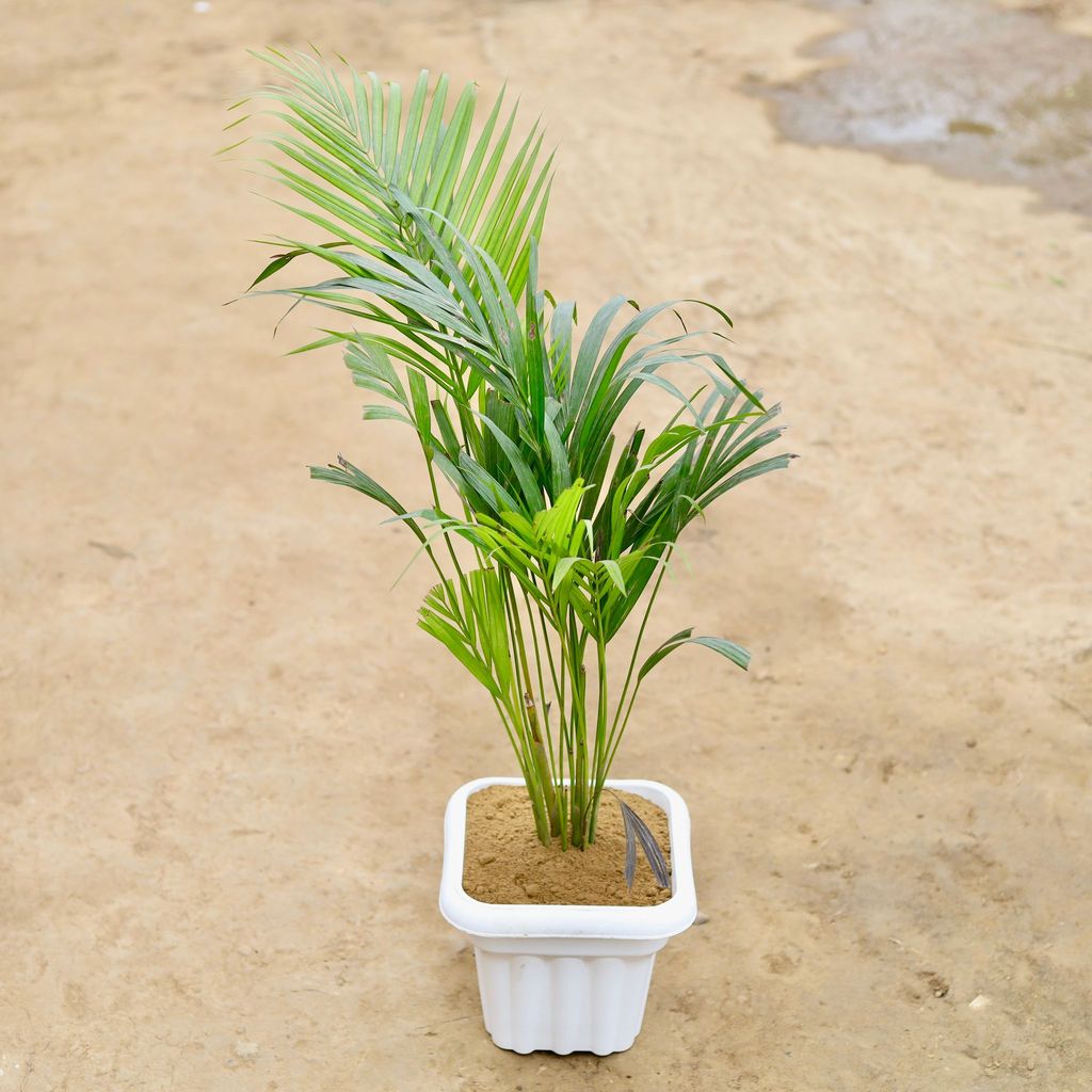 Areca Palm in 10 Inch White Premium Heavy Square Plastic Pot