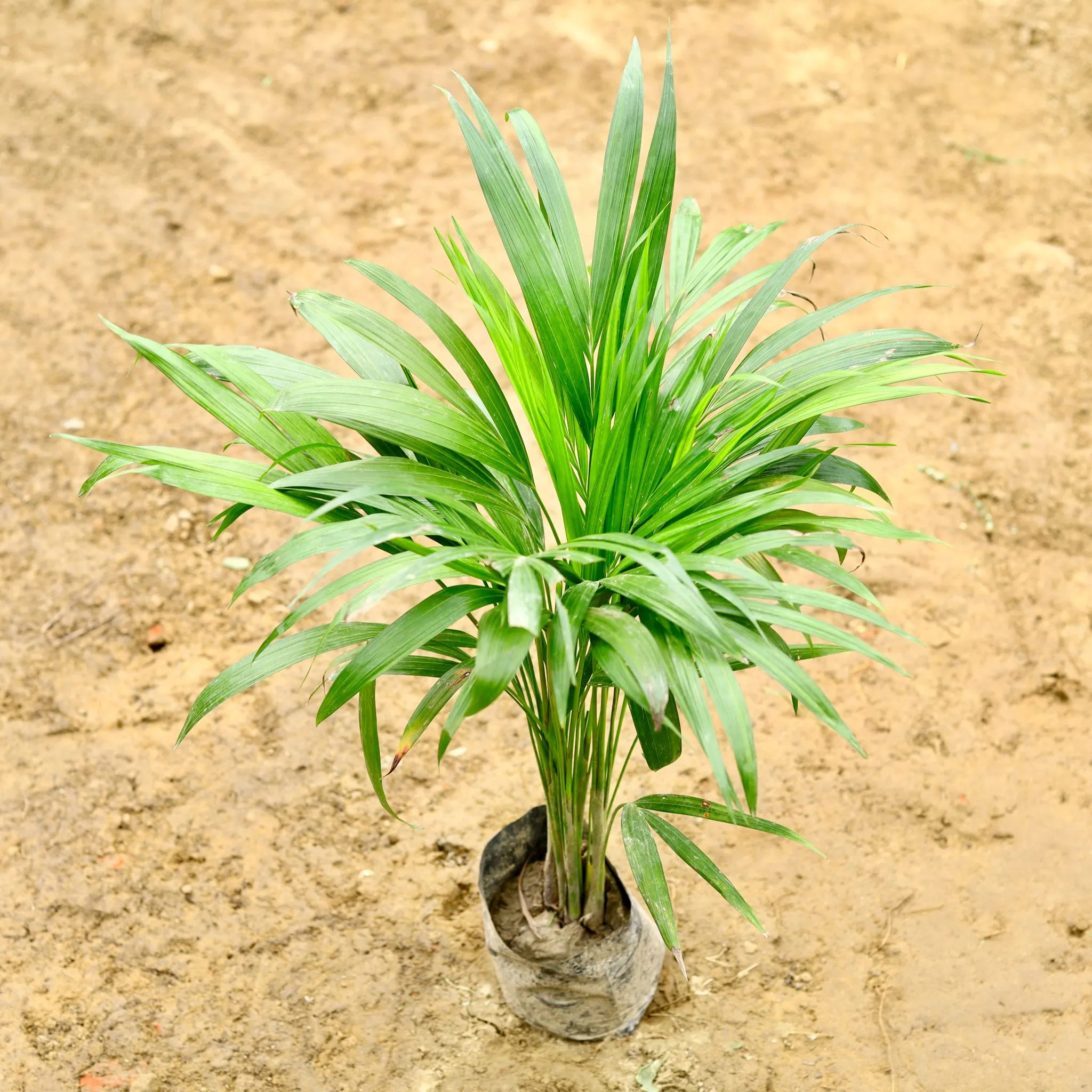 Areca Palm (~ 1 - 1.5 Ft) in 5 Inch Nursery Bag