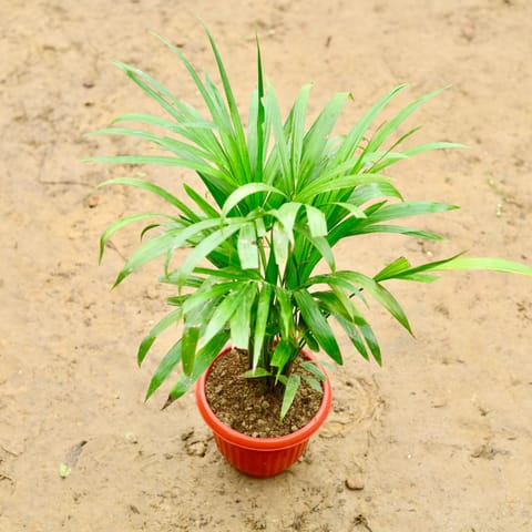 Areca Palm (~ 1 - 1.5 Ft) in 8 Inch Terracotta Red Olive Plastic Pot