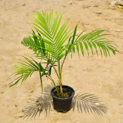 Buy Areca Palm in 10 Inch Nursery Pot Online | Urvann.com