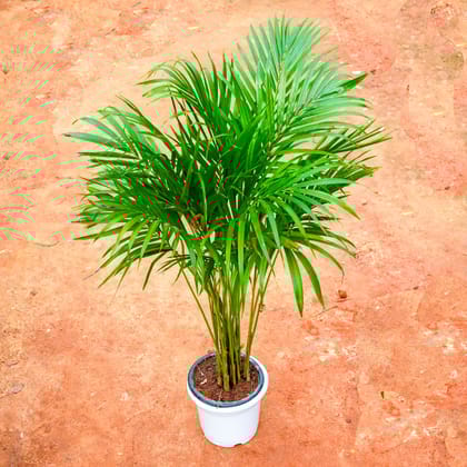 Buy Areca Palm (~ 3 Ft) in 8 Inch White Nursery Pot Online | Urvann.com