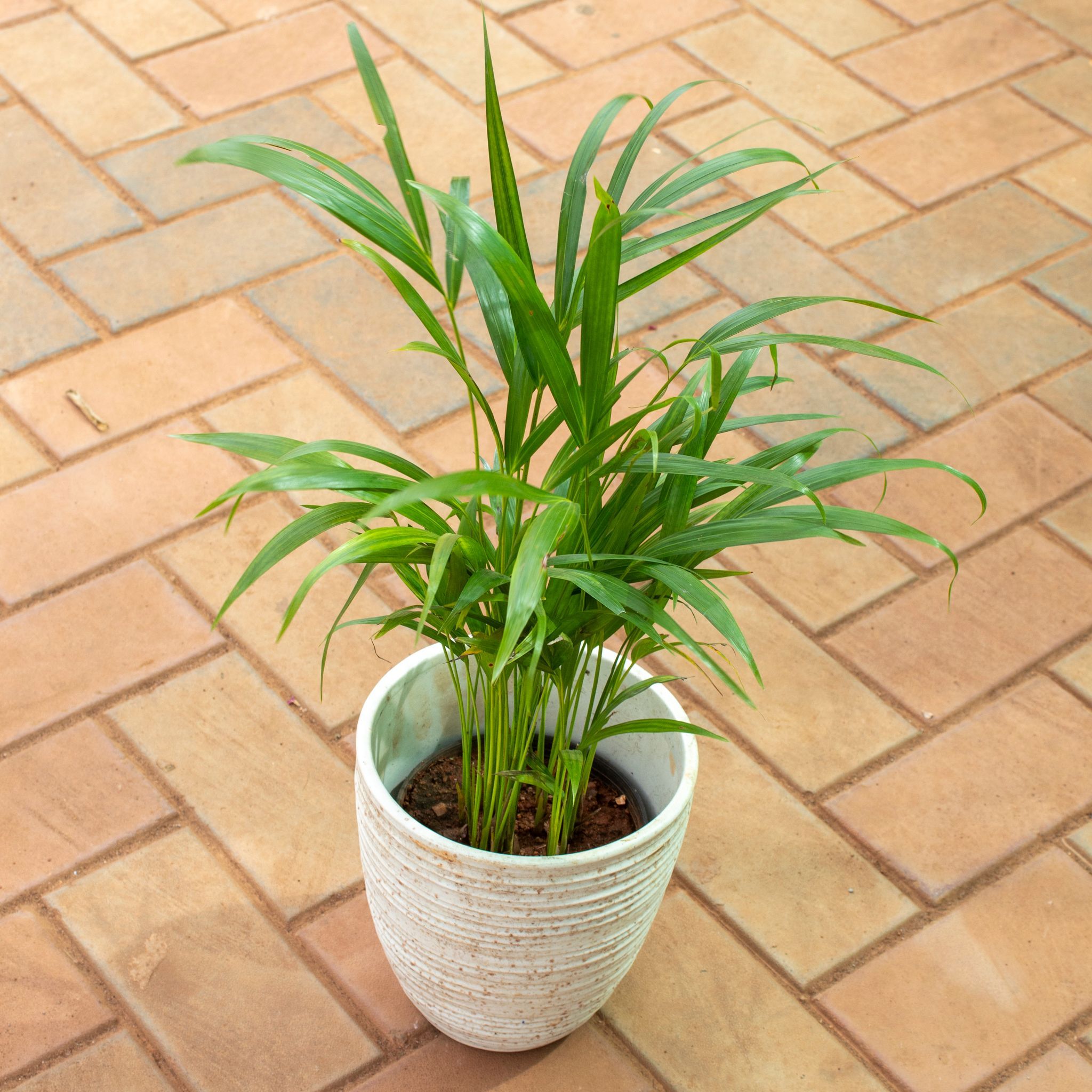 Areca Palm (~ 1.5 Ft) in 8 Inch White Ring Designer Cup Shape Ceramic Pot