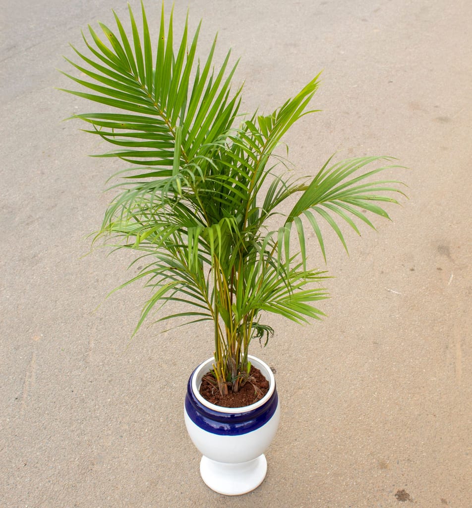 Areca Palm (~ 2-2.5 Ft) in 12 Inch White Pot Stand Ceramic Pot