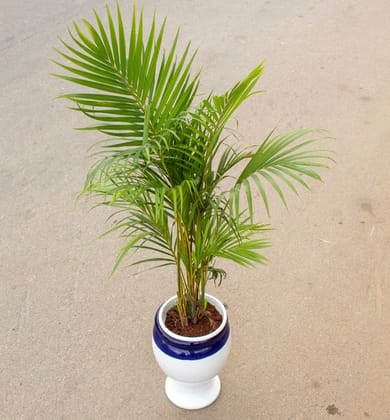 Buy Areca Palm (~ 2-2.5 Ft) in 12 Inch White Pot Stand Ceramic Pot Online | Urvann.com