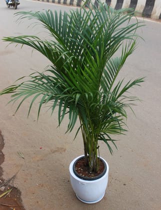 Buy Areca Palm (~ 3 Ft) in 10 Inch White Fiber Plastic Pot With Tray Online | Urvann.com