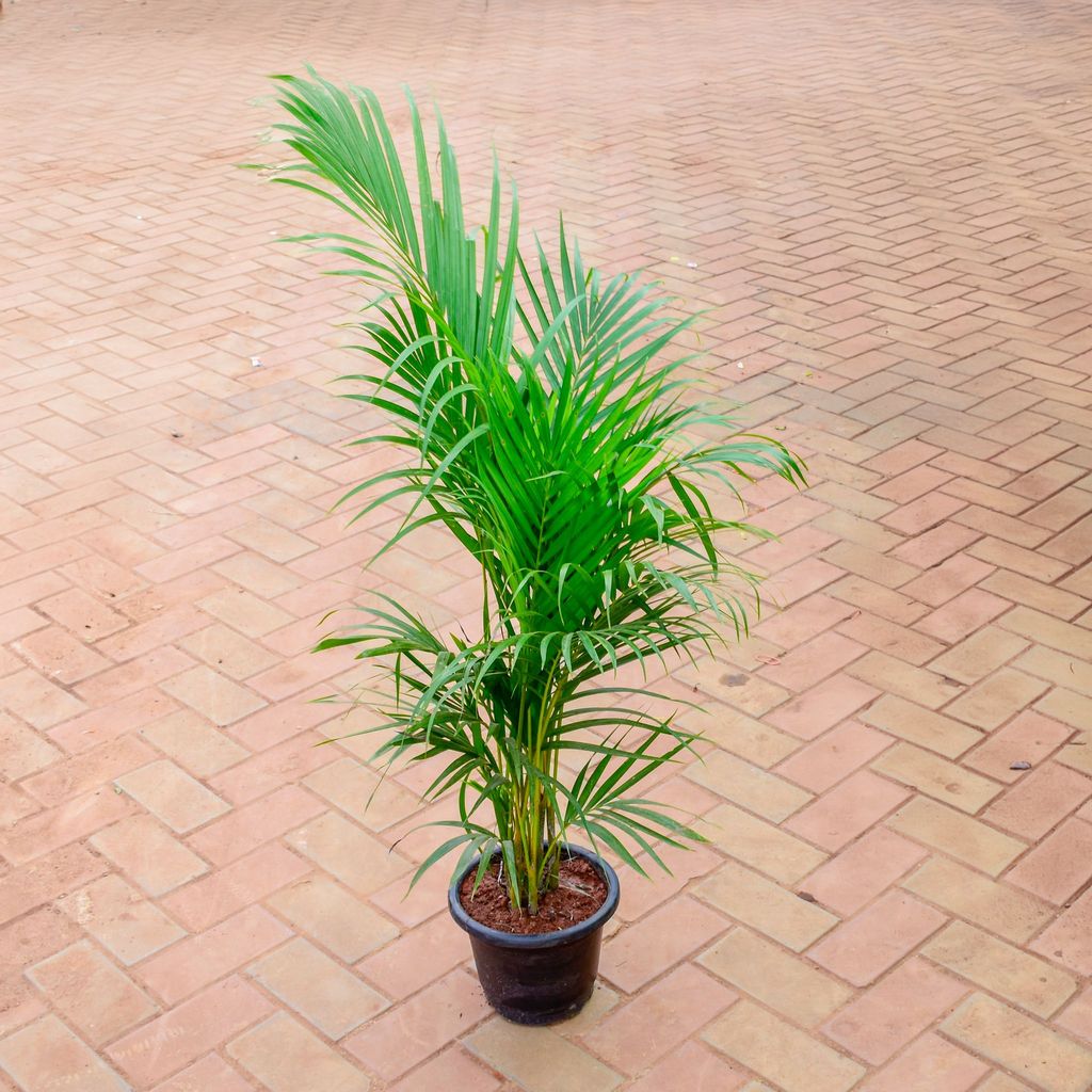 Buy Areca Palm (~ 2.5 Ft) in 8 Inch Nursery Pot Online | Urvann.com Areca Palm (~ 2.5 Ft) in 8 Inch Nursery Pot