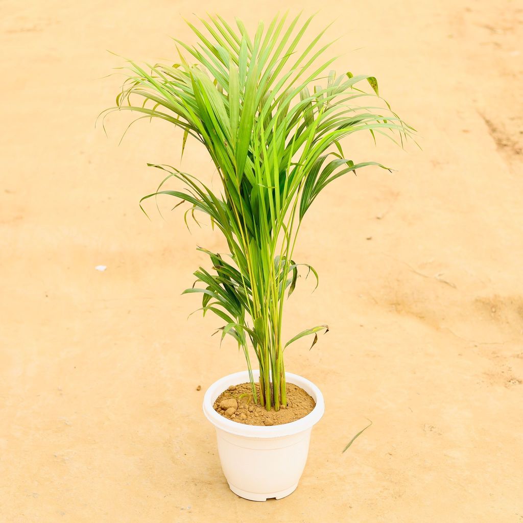 Buy Areca Palm (~ 3 Ft) in 10 Inch Classy White Plastic Pot Online | Urvann.com ATUL5294 - Areca Palm (~ 3 Ft) in 10 Inch Classy White Plastic Pot - Air Purifying Special Indoor Plant