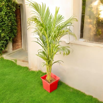Areca Bushy (~ 3.5 Ft) in 08 Inch Red Premium Tokyo Square Plastic Pot