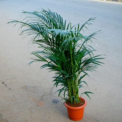 Areca (~ 2.5 Ft) in 10 Inch Classy Red Plastic Pot