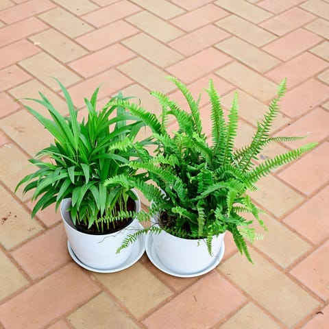 Set of 2 - Areca Palm & green Fern in 5 Inch White Premium Sphere Plastic Pot with Tray