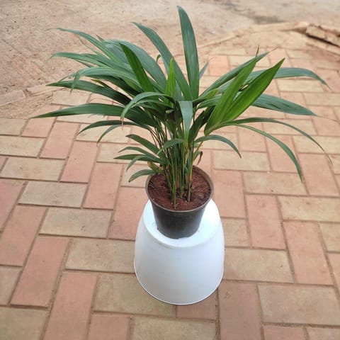 Areca Palm (~ 1 Ft ) in 5 Inch Nursery Pot