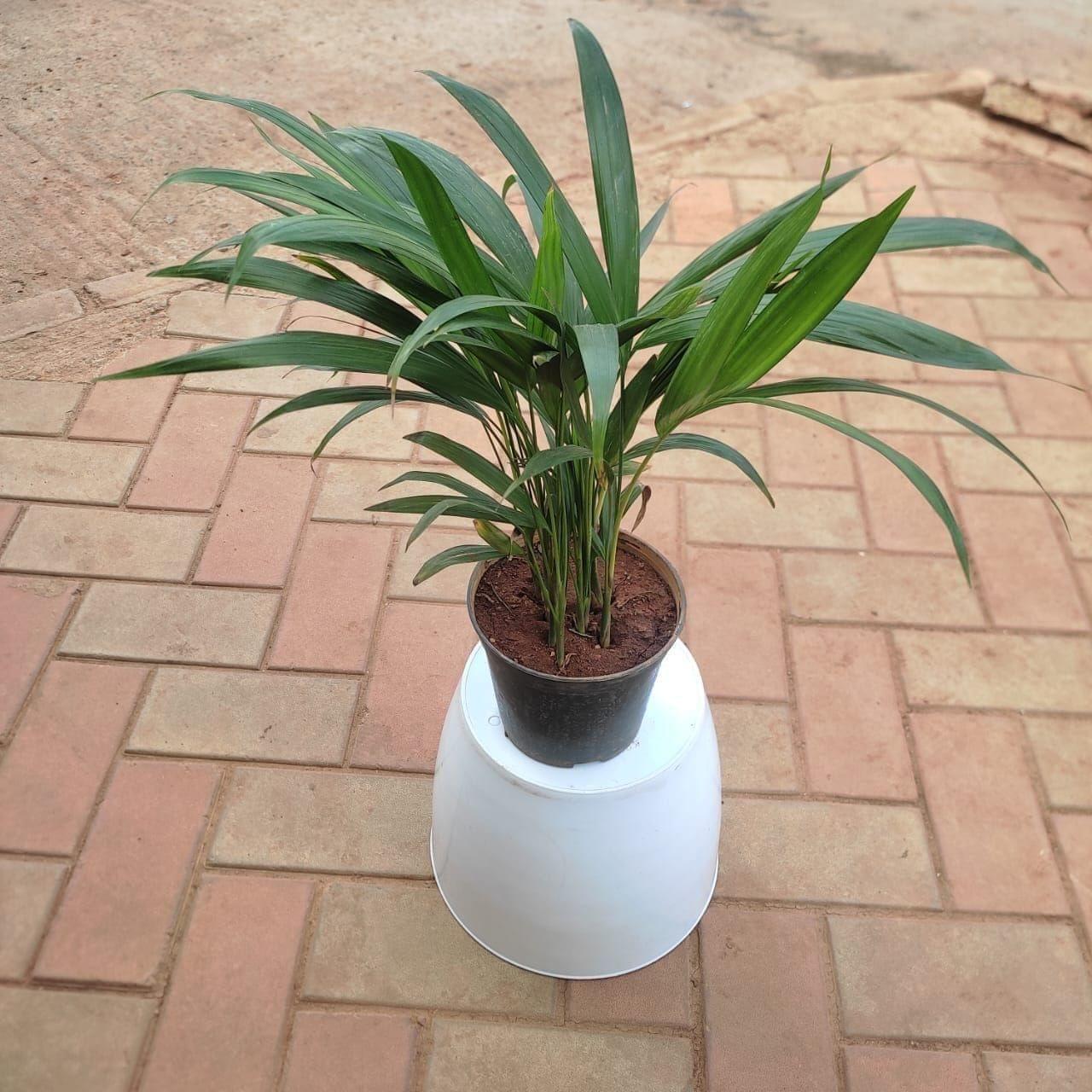 Areca Palm (~ 1 Ft ) in 5 Inch Nursery Pot