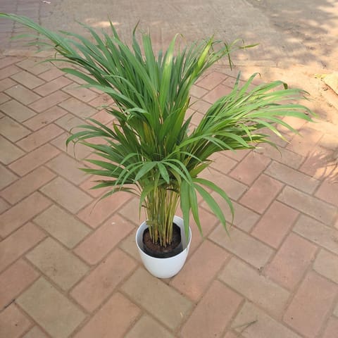 Areca Palm (~3 feet) in 7 Inch Premium Sphere Plastic Pot (any colour)