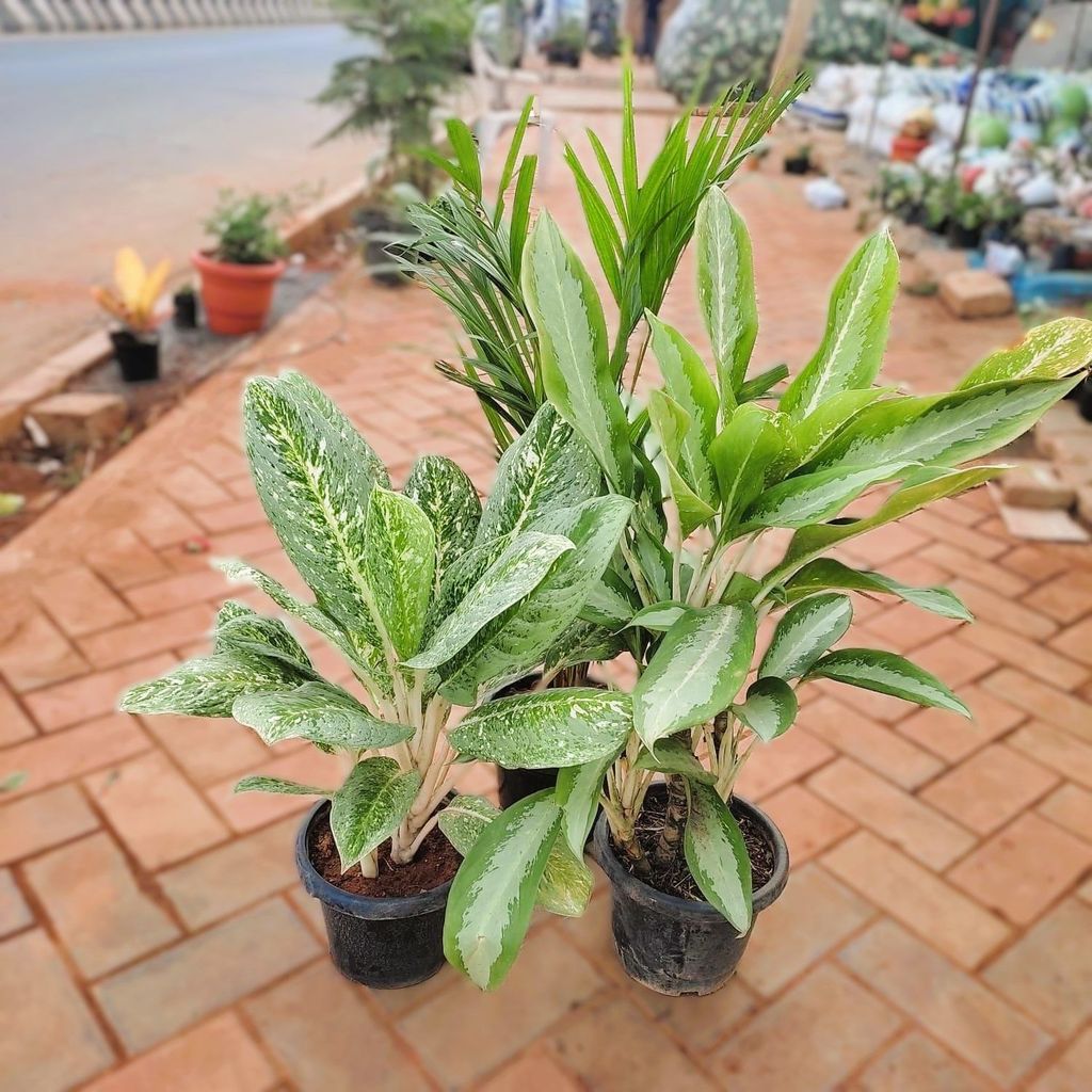Air Purifying Large Indoor Special - Set of 3 - Aglaonema Variegated Tiger, Maria Christina & Areca palm in 8 Inch Nursery Pot Air Purifying Large Indoor Special - Set of 3 - Aglaonema Variegated Tiger, Maria Christina & Areca palm in 8 Inch Nursery Pot