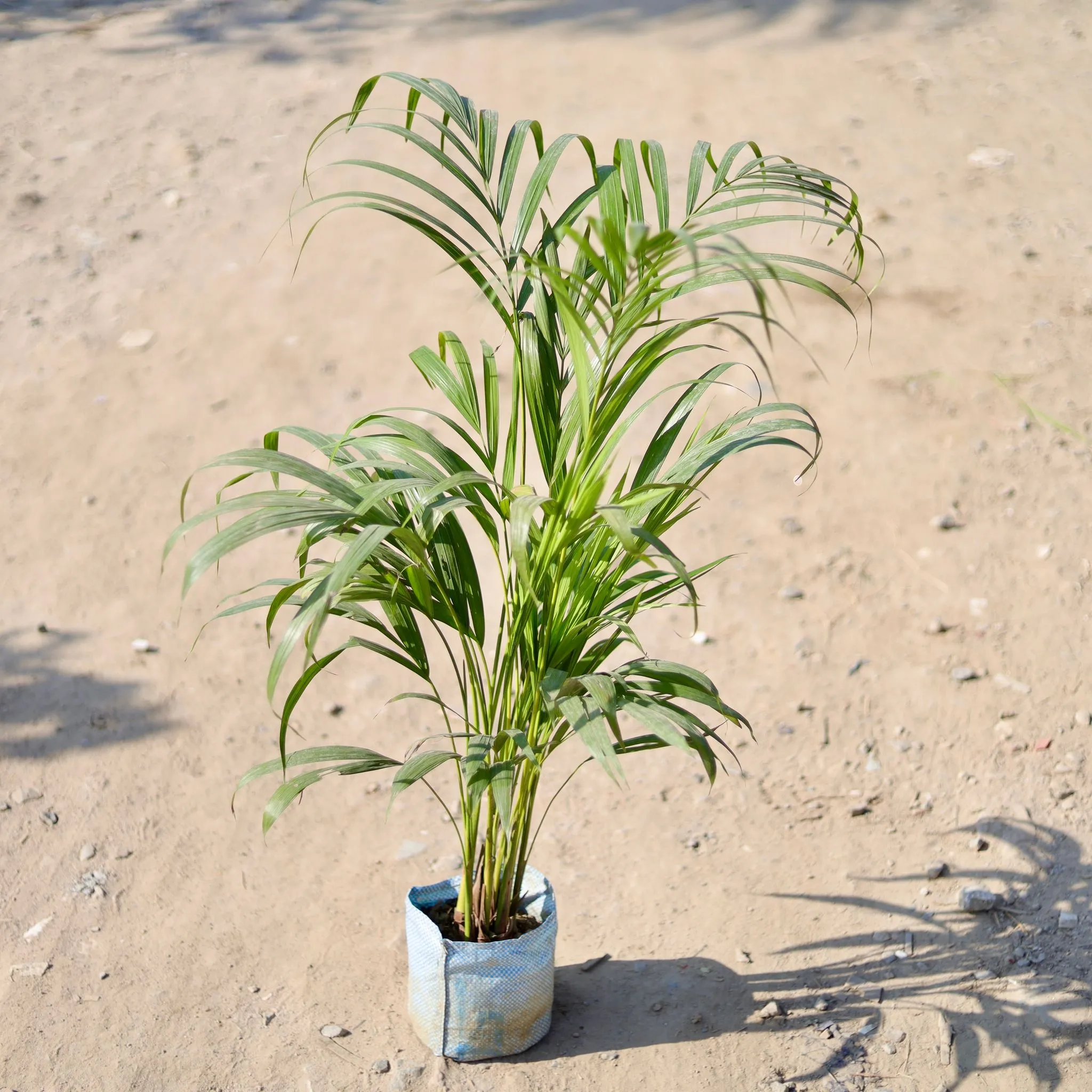 Areca Palm (~ 2 - 2.5 Ft) in 5 Inch Nursery Bag