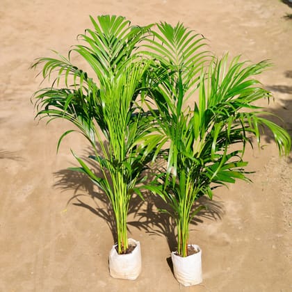 Set of 2 - Areca Palm Bushy (~ 3.5 Ft) in 7 Inch Nursery bag