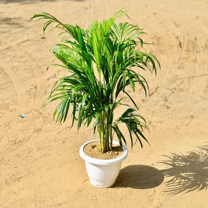 Buy Areca Palm in 10 Inch Classy White Round Plastic Pot Online | Urvann.com