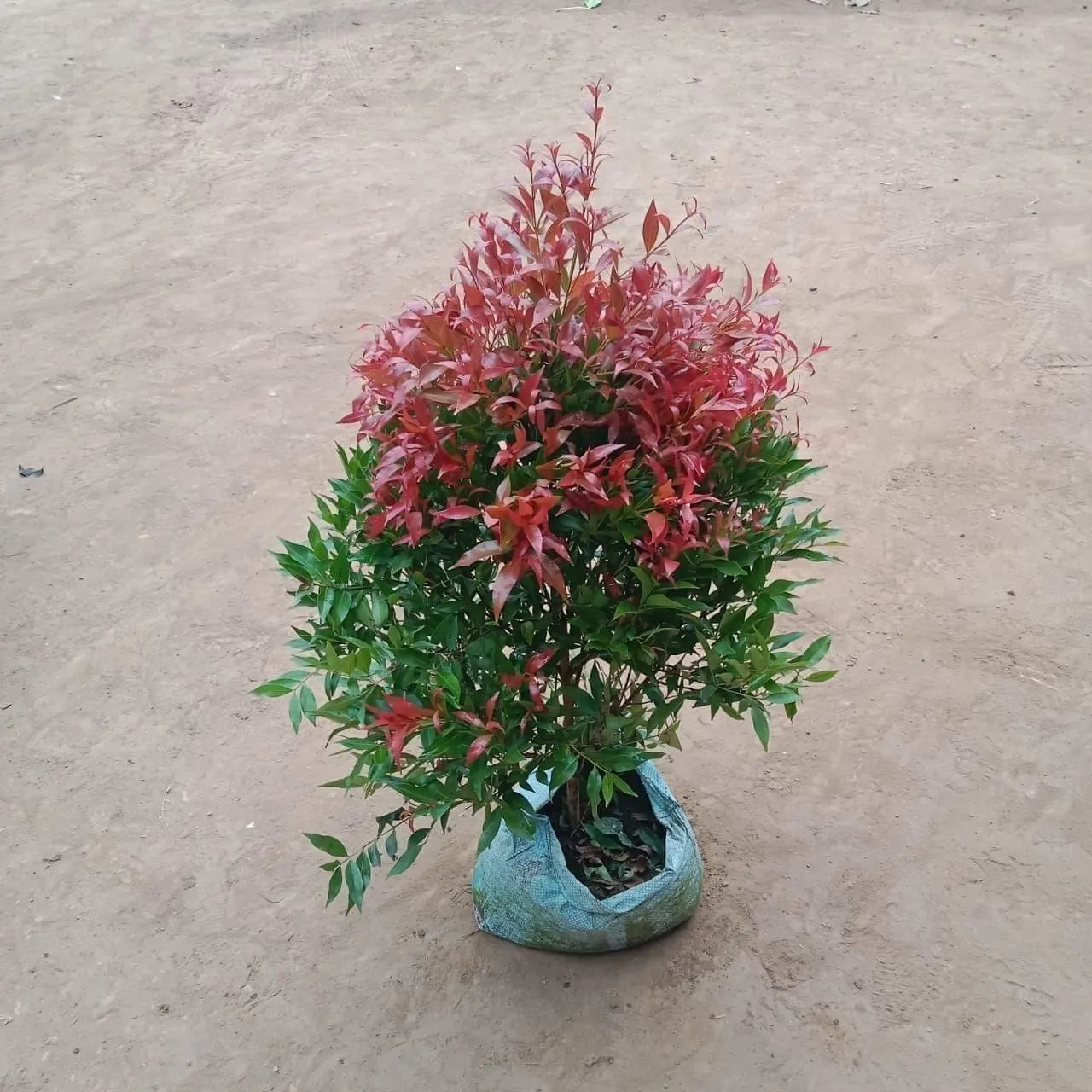 Syzygium / Christina Ficus Krishna in 12 Inch Nursery Bag