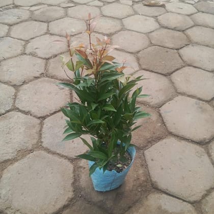 Buy Syzygium Krishna In 6 Inch Nursery Bag Online | Urvann.com